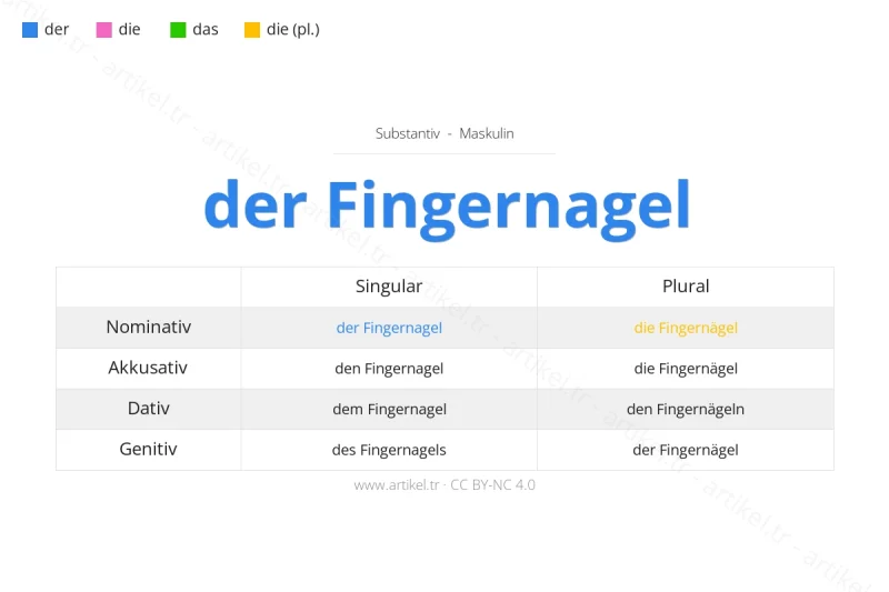 Welcher Artikel ist Fingernagel auf Deutsch?